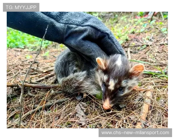野生动物进城：人类安全何在？，野生动物入侵城市